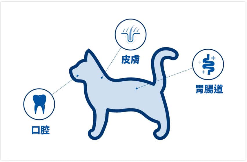 貓咪身上微生物菌叢的位置